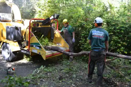 tree services Los Alamos